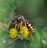 Nomada