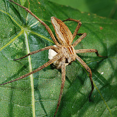 Pisaura mirabilis