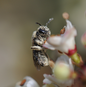 Insekten