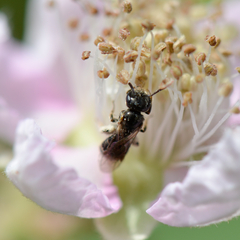 Lasioglossum politum Rubus