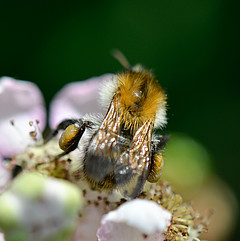 Bombus pascuorum w Rubus