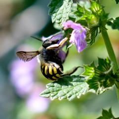 Anthidium manicatum Männchen Dornen