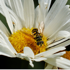 Myathropa florea Blüte Myathropa florea Blüte