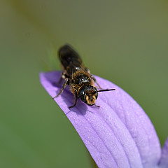 Chelostoma rapunculi male II