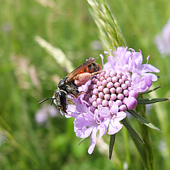 Andrena hattorfiana Abflug