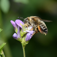 Megachile willughbiella W.