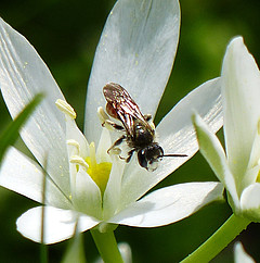 Andrena labiata Männchen