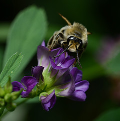 M.leporina Männchen