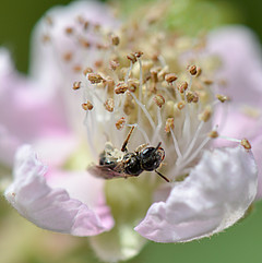 Lasioglossum politum Rubus II