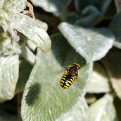 Anthidium manicatum Weibchen im Flug