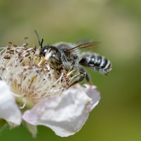 Megachile