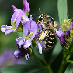 M.leporina Weibchen