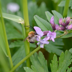 Eucera nigrescens Männchen I