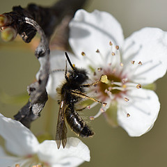 Andrena bicolor Männchen auf Blüte