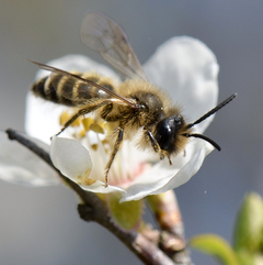 Andrena flavipes Männchen