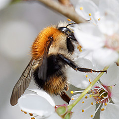 Bombus pascuorum m