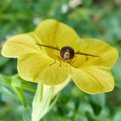 Episyrphus balteatus II