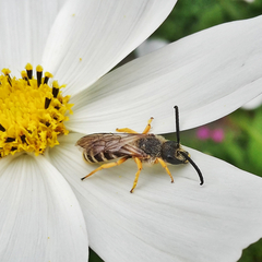 Halictus scabiosae Männchen I