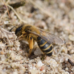 Andrena flavipes Merkmale