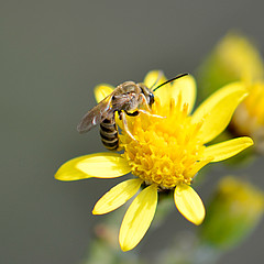 Halictus subauratus Männchen