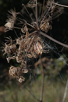 Spinne in Wiese