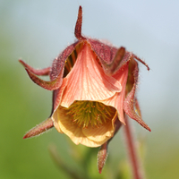 Geum