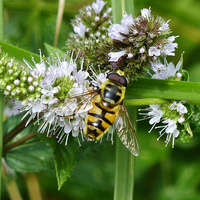 Myathropa