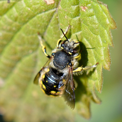 Anthidium manicatum Männchen beim Sonnenbaden