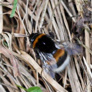 Bombus Bombus