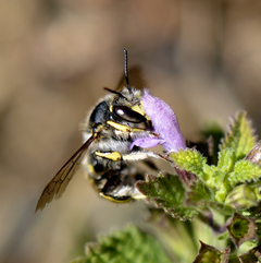 Anthidium manicatum Blüte