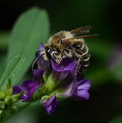 M.leporina M