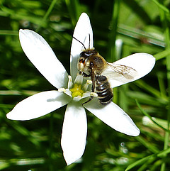 Megachile willughbiella m.