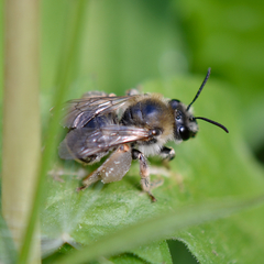 Eucera nigrescens Weibchen I