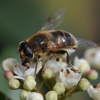 Eristalis