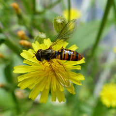 Episyrphus balteatus III