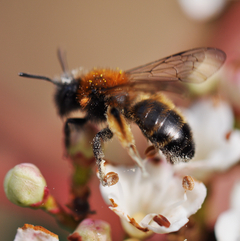 Andrena bicolor Weibchen Rückenansicht