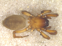 Haplodrassus