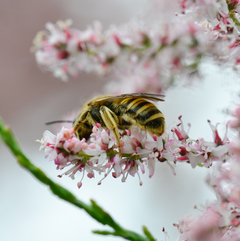 Halictus scabiosae Weibchen II