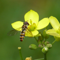 Episyrphus balteatus I