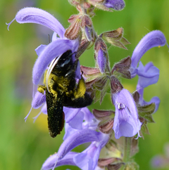 Xylocopa violacea Wiesensalbei