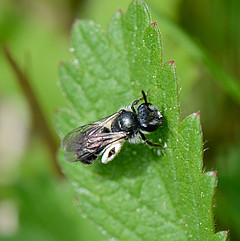 Andrena viridescens