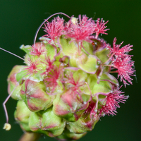 Sanguisorba