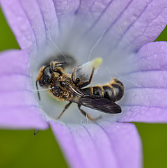 Chelostoma rapunculi male III