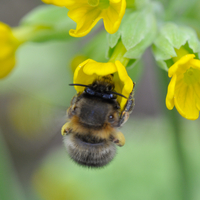 Anthophora