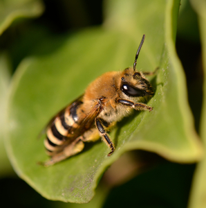 Colletes