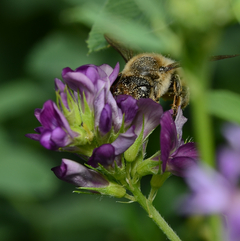 Megachile willughbiella W.2